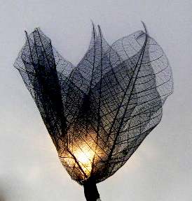 Black Leaf Liladee Flower String Fairy Light party.jpg